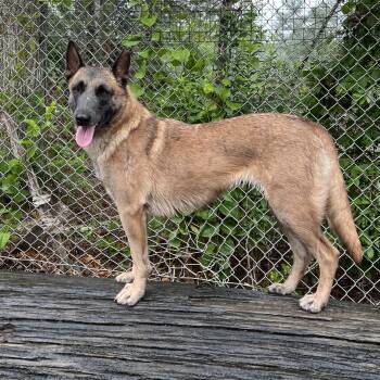Grace -  Belgian Shepherd Malinois Dog for Adoption in Duxbury, Massachusetts - Grace | PetCurious