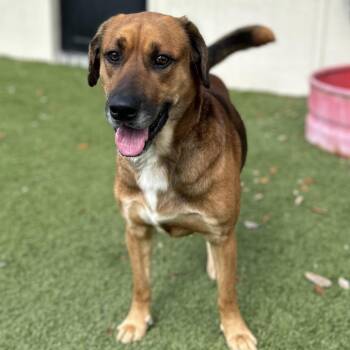 Eddie 5199 -  Hound and Mixed Breed Dog for Adoption in Loxahatchee Groves, Florida - Eddie 5199 | PetCurious