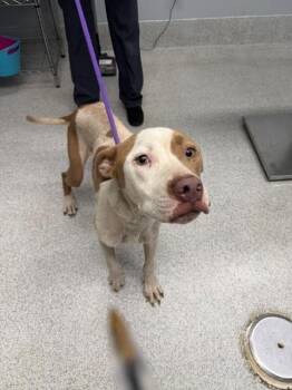 NEMO -  American Staffordshire Terrier Dog for Adoption in Tallahassee, Florida - NEMO | PetCurious