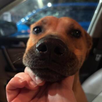 Clarissa hw treated -  Terrier and Mixed Breed Dog for Adoption in Parrish, Alabama - Clarissa Hw Treated | PetCurious