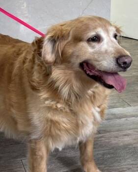 Golden Retriever Dogs Available for Adoption in Killingworth, Connecticut - Daisy #69 | PetCurious
