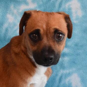 Collage -  Chihuahua and Mixed Breed Dog for Adoption in Eureka, California - Collage | PetCurious