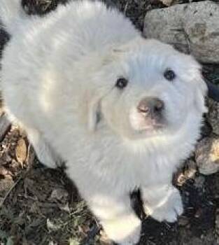 Golden Retriever Dogs Available for Adoption - Howie | PetCurious