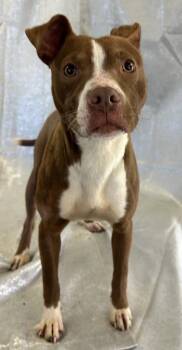 Pit Bull Terrier and Mixed Breed Dogs Available for Adoption in West Memphis, Arkansas - Bridgett | PetCurious
