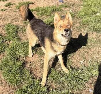 Cayenne -  German Shepherd Dog and Husky Dog for Adoption in Calera, Alabama - Cayenne | PetCurious
