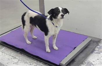 TOBY -  Chihuahua and Mixed Breed Dog for Adoption in Houston, Texas - TOBY | PetCurious