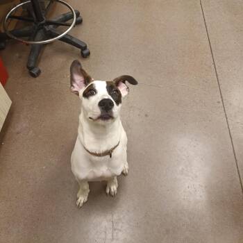 Mixed Breed Dogs Available for Adoption in Chattanooga, Tennessee - Booger | PetCurious