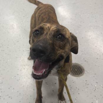 Flo Jo -  Boxer and Hound Dog for Adoption in Falls Church, Virginia - Flo Jo | PetCurious