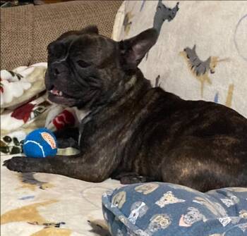 Bonnie -  French Bulldog Dog for Adoption in Thompson Falls, Montana - Bonnie | PetCurious