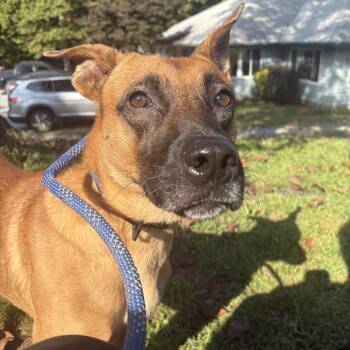 Rescue Belgian Shepherd Malinois Dogs for Adoption in Columbus, North Carolina - Tex | PetCurious