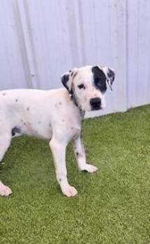 Beau -  American Bully Dog for Adoption in Winter Haven, Florida - Beau | PetCurious