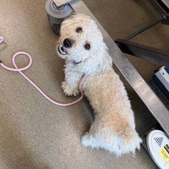 Popcorn -  Bichon Frise and Miniature Poodle Dog for Adoption in Council Bluffs, Iowa - Popcorn | PetCurious