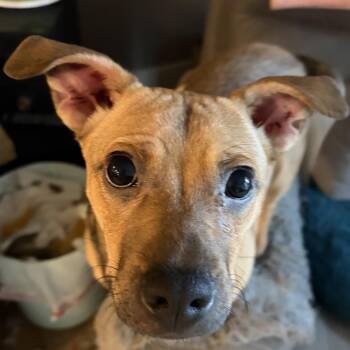 Wilson -  Mixed Breed Dog for Adoption in Idaho Falls, Idaho - Wilson | PetCurious