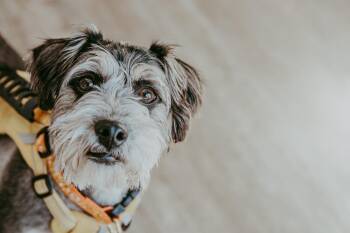 Benjamin Franklin -  Schnauzer Dog for Adoption in Waunakee, Wisconsin - Benjamin Franklin | PetCurious