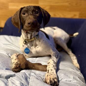 German Shorthaired Pointer Dogs Available for Adoption - Stryker | PetCurious