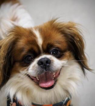 Toby -  Pekingese Dog for Adoption in Buena Vista, Colorado - Toby | PetCurious