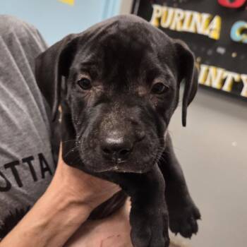 Crown Peach -  Terrier Dog for Adoption in St. Louis, Missouri - Crown Peach | PetCurious
