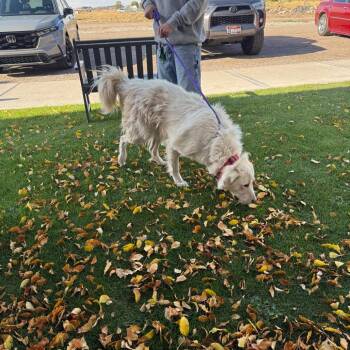 BC- Yetti (Dayne) -  Great Pyrenees Dog for Adoption in Idaho Falls, Idaho - BC- Yetti (Dayne) | PetCurious
