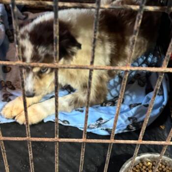 Sammy Davis Jr -  Australian Shepherd Dog for Adoption in Anahuac, Texas - Sammy Davis Jr | PetCurious