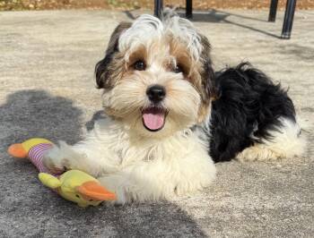 Yorkshire Terrier Dogs Available for Adoption in Hartselle, Alabama - Eli | PetCurious