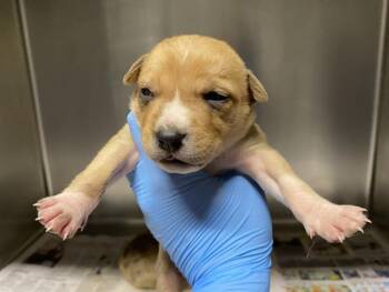GARNET -  Pit Bull Terrier Dog for Adoption in Modesto, California - GARNET | PetCurious