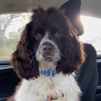 Rescue Cocker Spaniel Dogs for Adoption in Sinking Spring, Pennsylvania - Kozmo | PetCurious