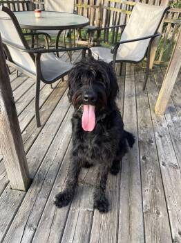 Standard Poodle and Black Labrador Retriever Dogs Available for Adoption in Vienna, Ontario - Monica(Onyx) | PetCurious