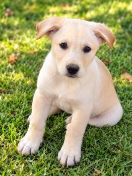Captain America -  Golden Retriever and Anatolian Shepherd Dog for Adoption in Nashville, Tennessee - Captain America | PetCurious