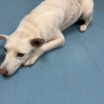gallina -  Mixed Breed Dog for Adoption in Lufkin, Texas - Gallina | PetCurious