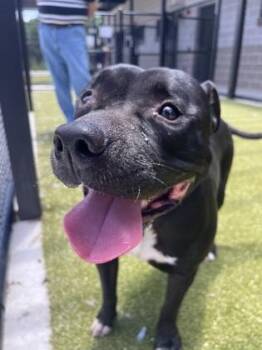 Charlie Brown -  Mixed Breed Dog for Adoption in Atlanta, Georgia - Charlie Brown | PetCurious