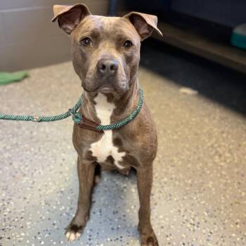Pit Bull Terrier and Mixed Breed Dogs Available for Adoption in Tuscaloosa, Alabama - TUSC-Stray-84513 | PetCurious
