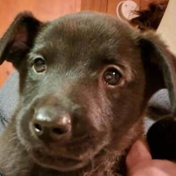 Mixed Breed Dogs Available for Adoption - Benz | PetCurious