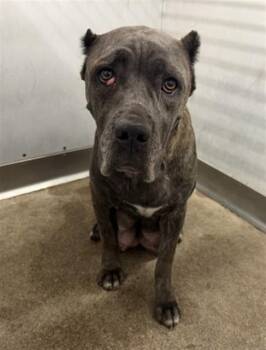 DANA -  Cane Corso Dog for Adoption in San Bernardino, California - DANA | PetCurious