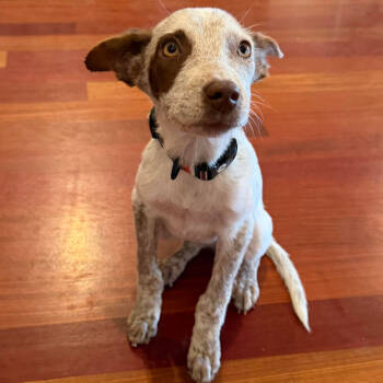 Rescue Mixed Breed Dogs for Adoption in Bend, Oregon - Honey | PetCurious