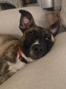 Estelle -  Shepherd and Boxer Dog for Adoption in Denver, Colorado - Estelle | PetCurious