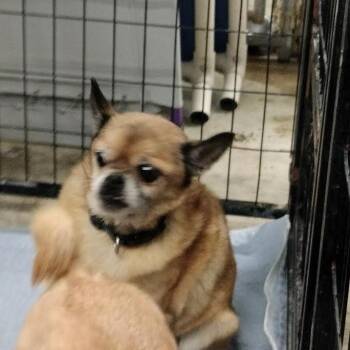Pug and Chihuahua Dogs Available for Adoption - Wyatt | PetCurious