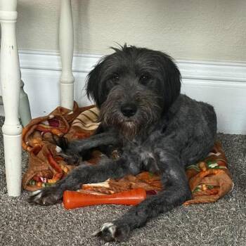 Oksana -  Standard Poodle and Wirehaired Terrier Dog for Adoption in Edwards, Illinois - Oksana | PetCurious