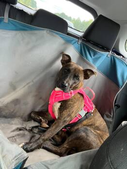 Millie Jae -  American Staffordshire Terrier Dog for Adoption in Holly Springs, North Carolina - Millie Jae | PetCurious