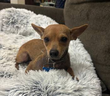 Hope -  Chihuahua Dog for Adoption in Chatham, New Jersey - Hope | PetCurious