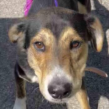 Junie -  Hound and German Shepherd Dog Dog for Adoption in New Castle, Indiana - Junie | PetCurious