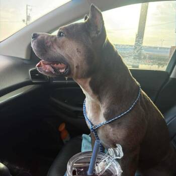 Kira -  American Bully Dog for Adoption in Dover, Arkansas - Kira | PetCurious