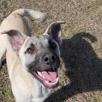 Rescue German Shepherd Dog Dogs for Adoption in Manning, South Carolina - Beckett | PetCurious