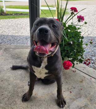 Ace -  Mixed Breed Dog for Adoption in New Albany, Ohio - Ace | PetCurious