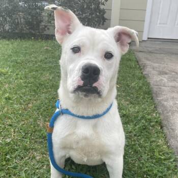 Mixed Breed Dogs Available for Adoption - Hauna | PetCurious