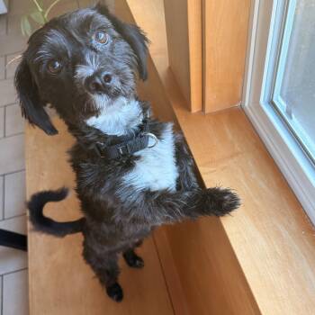 Rescue Poodle Dogs for Adoption in Portland, Oregon - Augustus | PetCurious