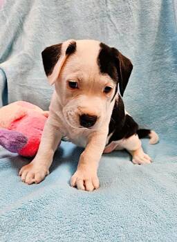 Myra -  American Bulldog Dog for Adoption in Mobile, Alabama - Myra | PetCurious