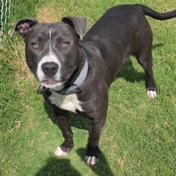Galloway -  Pit Bull Terrier Dog for Adoption in Norman, Oklahoma - Galloway | PetCurious