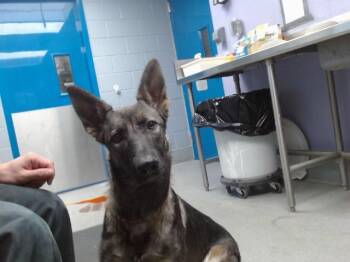 SHALLOT -  German Shepherd Dog and Mixed Breed Dog for Adoption in Albuquerque, New Mexico - SHALLOT | PetCurious