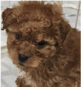 Cavapoo Dogs Available for Adoption - #254 Toby | PetCurious