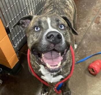 Mixed Breed Dogs Available for Adoption in Cincinnati, Ohio - Tabasco | PetCurious